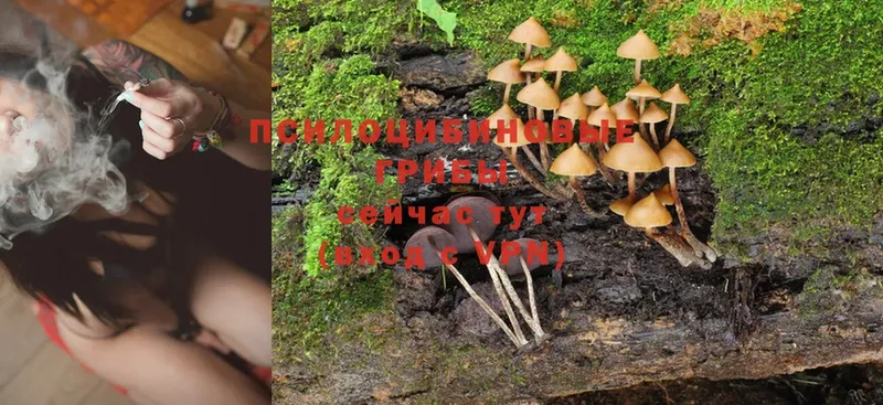 где продают   Кущёвская  Галлюциногенные грибы Psilocybine cubensis 